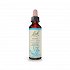 Bach Beech - 20ml