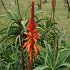 Von Der Weid Aloe Arborescens 500ml