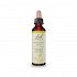 Bach Chestnut Bud - 20ml