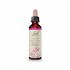 Bach  Willow- 20ml
