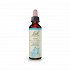 Bach Vine - 20ml