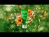 Weleda Skin Food Light For Dry Skin 75ml