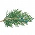 Ayurveda Aromatherapy Cedar Essential Oil 10ml